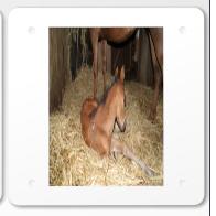 Quadrige au galop d'cole